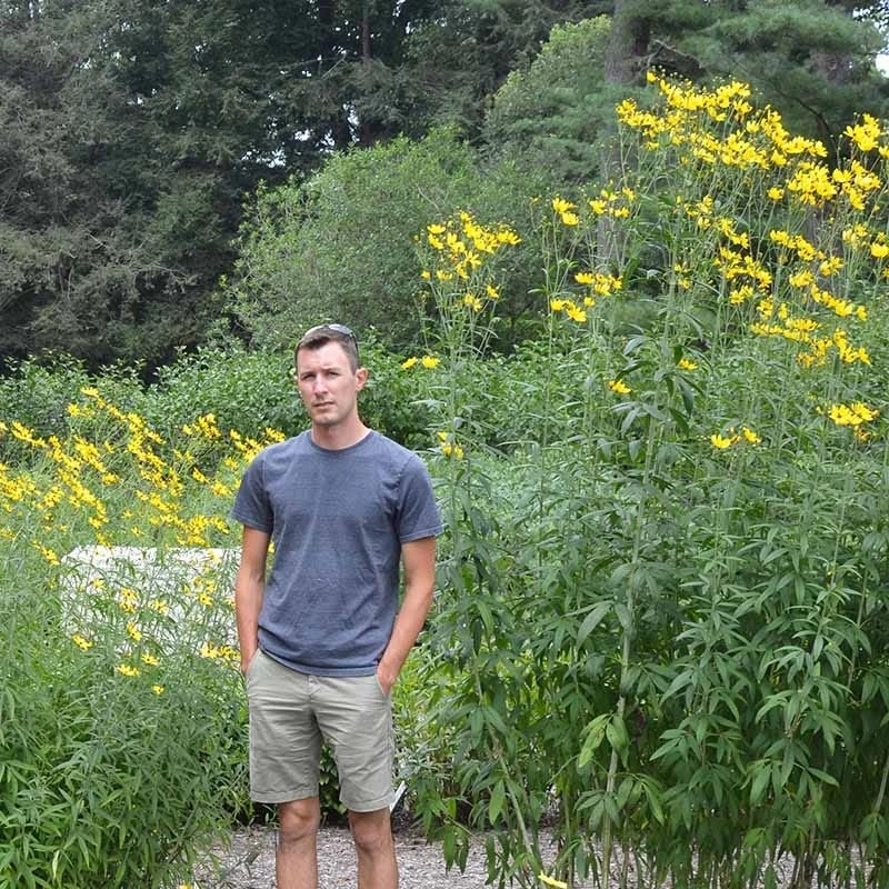 Gold Standard Coreopsis - Image 4