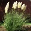 Dwarf Pampas Grass -Daily Garden Joy Shop cortaderia selloana pumila 2