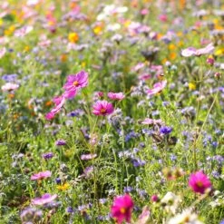 Dry Area Wildflower Seed Mix 9 Dry Area Wildflower Seed Mix -Daily Garden Joy Shop cosmos bachelor buttons meadow