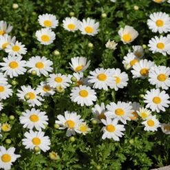 Alternative Lawn Wildflower Seed Mix 11 Alternative Lawn Wildflower Seed Mix -Daily Garden Joy Shop creeping daisy