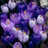 Blue Moon Dutch Crocus Mix 2 Blue Moon Dutch Crocus Mix -Daily Garden Joy Shop crocus blue moon mix