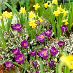 Remembrance Dutch Crocus 14 Remembrance Dutch Crocus -Daily Garden Joy Shop crocus remembrance daffodil tete a tete 25984