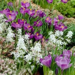 Remembrance Dutch Crocus 16 Remembrance Dutch Crocus -Daily Garden Joy Shop crocus remembrance scilla mischtschenkoana visi25957