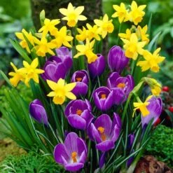 Remembrance Dutch Crocus 12 Remembrance Dutch Crocus -Daily Garden Joy Shop crocus remembrance visi12050