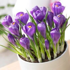 Remembrance Dutch Crocus 15 Remembrance Dutch Crocus -Daily Garden Joy Shop crocus remembrance visi75695