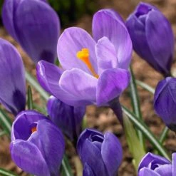 Remembrance Dutch Crocus 17 Remembrance Dutch Crocus -Daily Garden Joy Shop crocus remembrance visi86705
