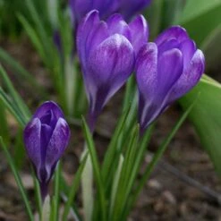Tommasini's Ruby Giant Crocus -Daily Garden Joy Shop crocus tommasinianus bulbs ruby giant 39150 3 web