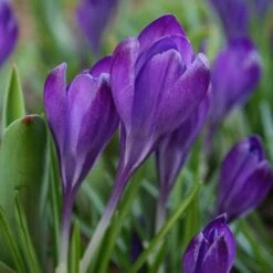 Tommasini's Ruby Giant Crocus -Daily Garden Joy Shop crocus tommasinianus bulbs ruby giant 39150 4 web