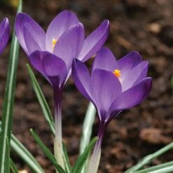 Tommasini's Ruby Giant Crocus -Daily Garden Joy Shop crocus tommasinianus bulbs ruby giant 39150 5 web