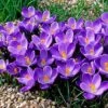 Remembrance Dutch Crocus -Daily Garden Joy Shop crocusremembrance4 1