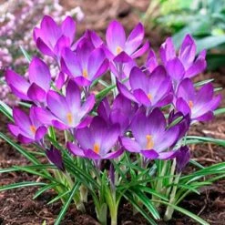 Tommasini's Ruby Giant Crocus -Daily Garden Joy Shop crocusrubygiant1 1