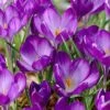 Tommasini's Ruby Giant Crocus 1 Tommasini's Ruby Giant Crocus -Daily Garden Joy Shop crocusrubygiant 5