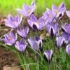 Spring Beauty Snow Crocus -Daily Garden Joy Shop crocusspringbeauty