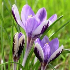 Spring Beauty Snow Crocus -Daily Garden Joy Shop crocusspringbeauty1