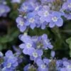 Crystal River® Veronica -Daily Garden Joy Shop crystal river veronica