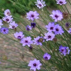 Cupid's Dart (Catanache) -Daily Garden Joy Shop cupids dart catananche caerulea flowers