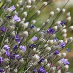 Cupid's Dart (Catanache) -Daily Garden Joy Shop cupids dart catananche caerulea garden before bloom