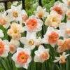 60 Days Of Daffodils Mix -Daily Garden Joy Shop daffodil mix web