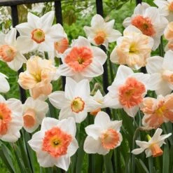 60 Days Of Daffodils Mix