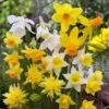 Rock Garden Daffodil Mix -Daily Garden Joy Shop daffodil narcissus rock garden mixture