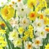 Fragrant Daffodil Mix 2 Fragrant Daffodil Mix -Daily Garden Joy Shop daffodilfragrantmix