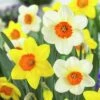 Large Cupped Daffodil Mix -Daily Garden Joy Shop daffodillargecuppedmix6