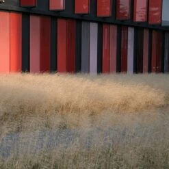 Gold Dew Tufted Hair Grass -Daily Garden Joy Shop deschampsia cespitosa goldtau hoffman cropped 1 2