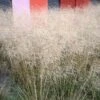 Gold Dew Tufted Hair Grass -Daily Garden Joy Shop deschampsia cespitosa goldtau hoffman cropped 3 2