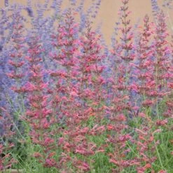 Desert Sunrise® Agastache -Daily Garden Joy Shop desert sunrise agastache close up