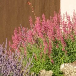 Desert Sunrise® Agastache -Daily Garden Joy Shop desert sunrise agastache rock garden
