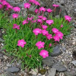 Kahori Pink® Dianthus -Daily Garden Joy Shop dianthus kahor pink