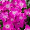 Kahori Pink® Dianthus -Daily Garden Joy Shop dianthus kahori close up