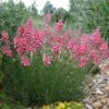 Coral Canyon® Twinspur (Diascia) -Daily Garden Joy Shop diascia integerrima pat.hayward