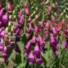 Spanish Peaks® Foxglove -Daily Garden Joy Shop digitalis thapsi pat.hayward plant select cropped