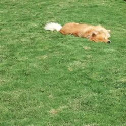 Dog Tuff™ Grass Plugs -Daily Garden Joy Shop dog tuff grass hblb870 with dog