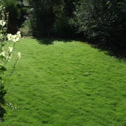 Dog Tuff™ Grass Plugs -Daily Garden Joy Shop dog tuff grass plug lawn