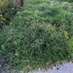 Dog Tuff™ Grass Plugs -Daily Garden Joy Shop dog tuff grass plugs close