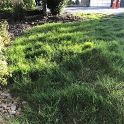 Dog Tuff™ Grass Plugs -Daily Garden Joy Shop dog tuff grass plugs dog friendly grass