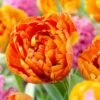Sunlover Double Late Tulip -Daily Garden Joy Shop double late tulip sunlover orange cropped
