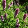 Dwarf Leadplant (Amorpha) 1 Dwarf Leadplant (Amorpha) -Daily Garden Joy Shop dwarf leadplant amorpha amorpha nana flowers