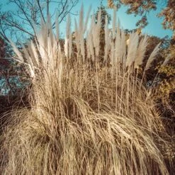 Dwarf Pampas Grass -Daily Garden Joy Shop dwarf pampas grass winter
