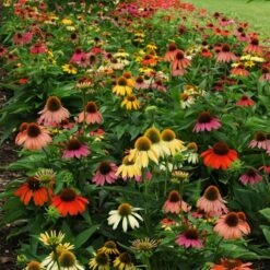 Cheyenne Spirit Echinacea -Daily Garden Joy Shop echinacea cheyenne spirit 600