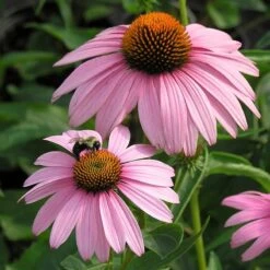 Magnus Echinacea -Daily Garden Joy Shop echinacea magnus walters garden