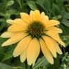 Mellow Yellows Echinacea -Daily Garden Joy Shop echinacea purpurea mellow yellow