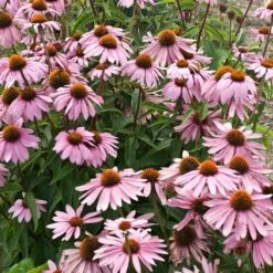 Magnus Echinacea -Daily Garden Joy Shop echinacea magnus garden flowers 1
