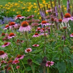 Magnus Echinacea -Daily Garden Joy Shop echinacea magnus garden 1