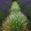 Edelweiss Lavender -Daily Garden Joy Shop edelweiss lavender garden meadow 1