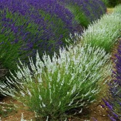 Edelweiss Lavender -Daily Garden Joy Shop edelweiss lavender pale lavender spikes 1