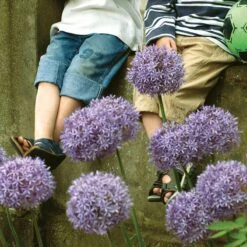 Gladiator Allium -Daily Garden Joy Shop elbo36131 allium gladiator cropped