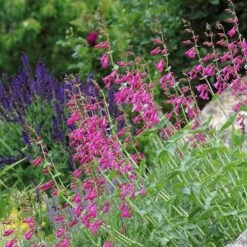 Coconino County Desert Penstemon 17 Coconino County Desert Penstemon -Daily Garden Joy Shop emmis oure penstemon coconino county 3 cropped 1